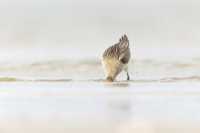 A bar-tailed godwit foraging during fall migration on the beach. royalty free stock images