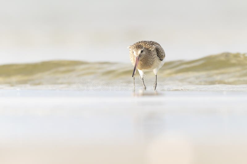 A bar-tailed godwit foraging during fall migration on the beach. stock image