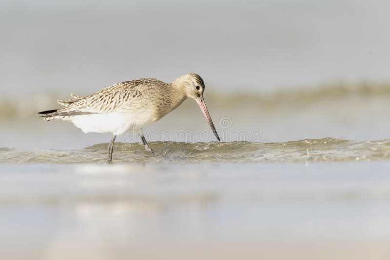 A bar-tailed godwit foraging during fall migration on the beach. royalty free stock photos