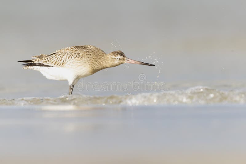 A bar-tailed godwit foraging during fall migration on the beach. royalty free stock images