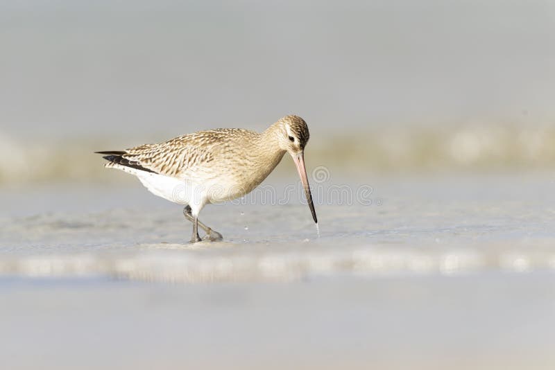 A bar-tailed godwit foraging during fall migration on the beach. royalty free stock photography