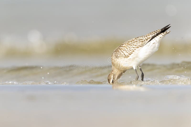 A bar-tailed godwit foraging during fall migration on the beach. royalty free stock photography
