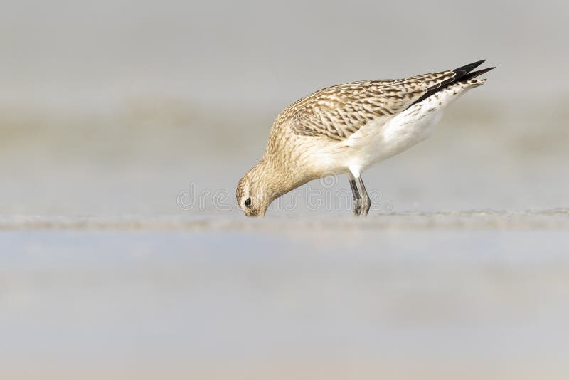 A bar-tailed godwit foraging during fall migration on the beach. stock images