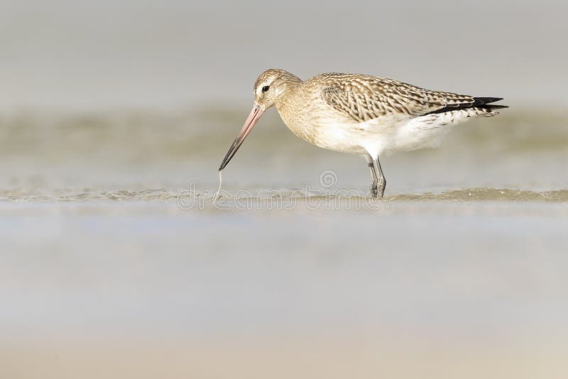 A bar-tailed godwit foraging during fall migration on the beach. stock image