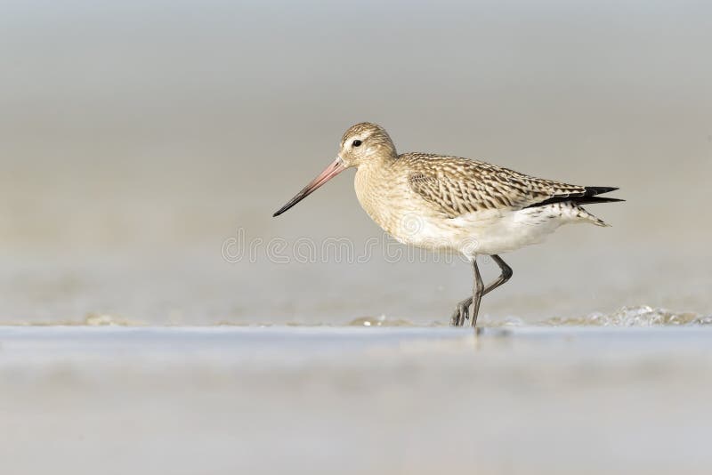 A bar-tailed godwit foraging during fall migration on the beach. royalty free stock photo