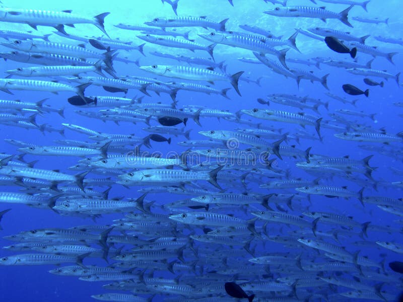 Baracuda School in Palau