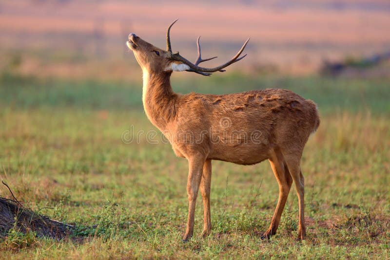 Barasingha hjortar i naturlivsmiljön i Indien royaltyfria bilder Barasingha hjortar i naturlivsmiljön i Indien royaltyfria bilder