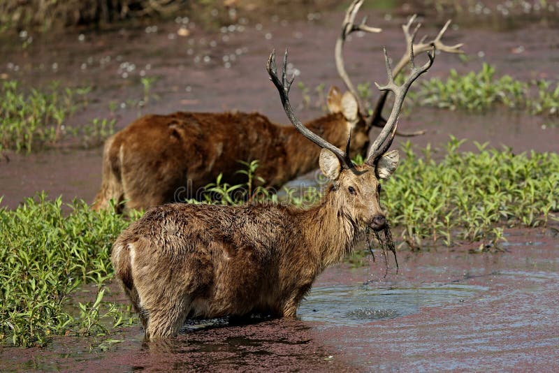 Barasingha deer in the nature habitat in India. Beautiful and big deers in the dark forest. Indian wildlife and very rare animals. Barasinga deers. Barasingha deer in the nature habitat in India. Beautiful and big deers in the dark forest. Indian wildlife and very rare animals. Barasinga deers.