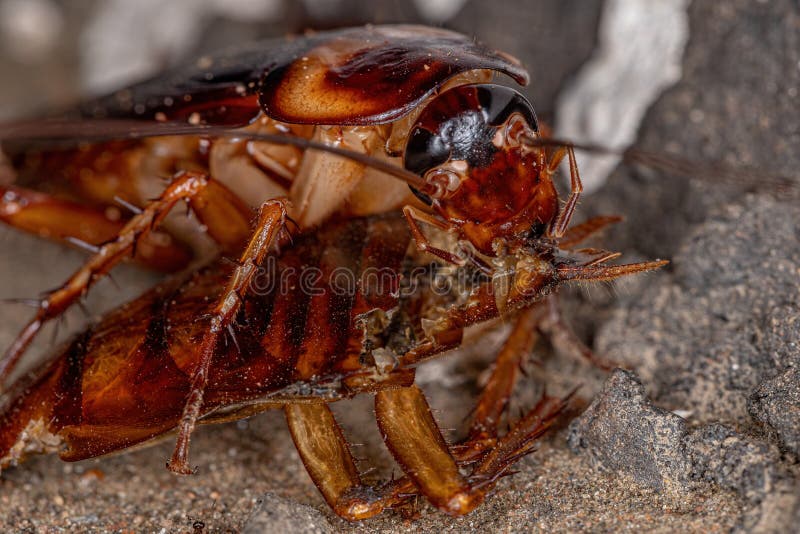 Adult American Cockroach of the species Periplaneta americana committing cannibalism. Adult American Cockroach of the species Periplaneta americana committing cannibalism