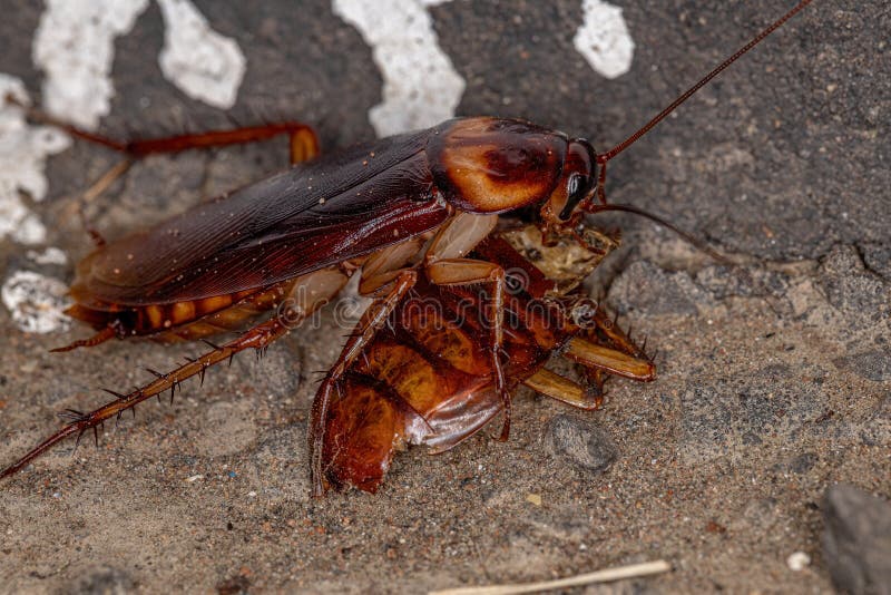 Adult American Cockroach of the species Periplaneta americana committing cannibalism. Adult American Cockroach of the species Periplaneta americana committing cannibalism