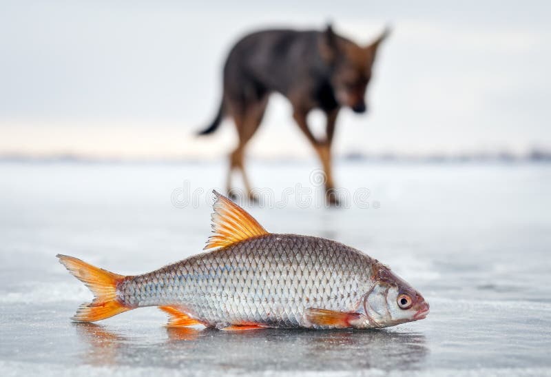 A barata do cão com fome e dos peixes frescos imagens de stock A barata do cão com fome e dos peixes frescos imagens de stock