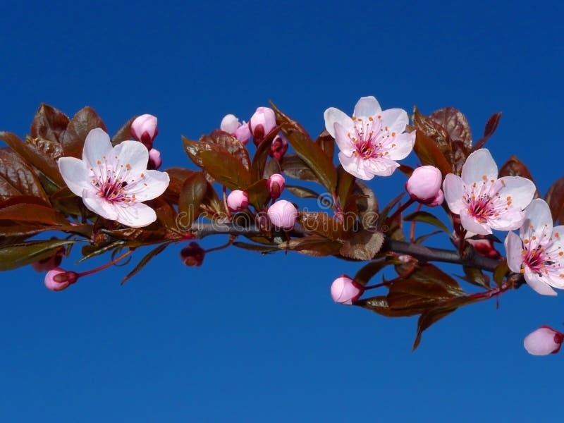 barb of pink sakura