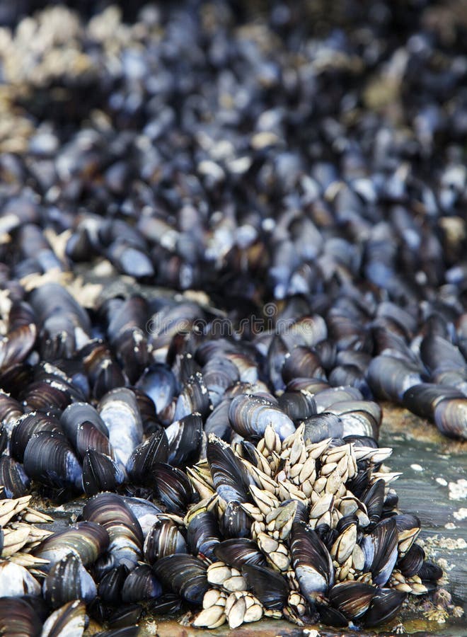 Barbacles and mussels royalty free stock photography