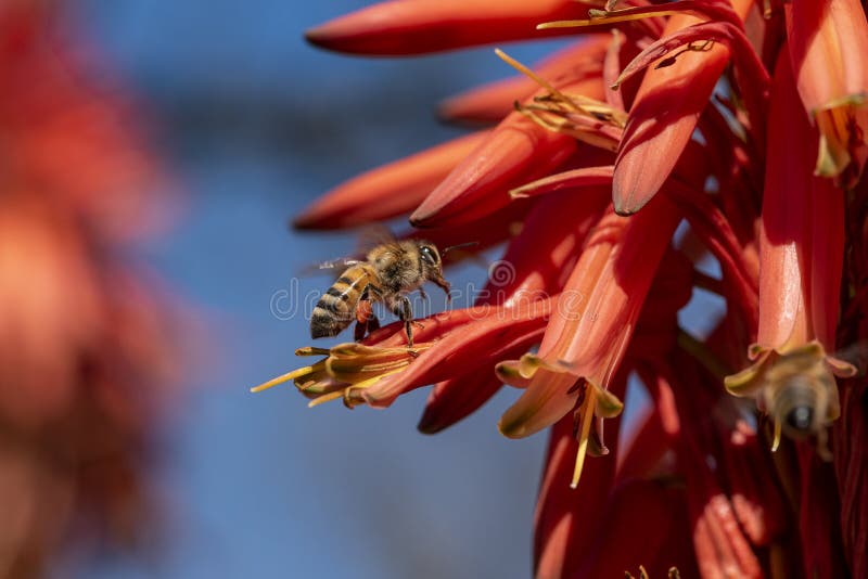 Barbadensis Aloe Vera Flower In Bloom with Bees sucking the nectar and pollinating. Blooming aloe vera with bees. Barbadensis Aloe Vera Flower In Bloom with Bees sucking the nectar and pollinating. Blooming aloe vera with bees