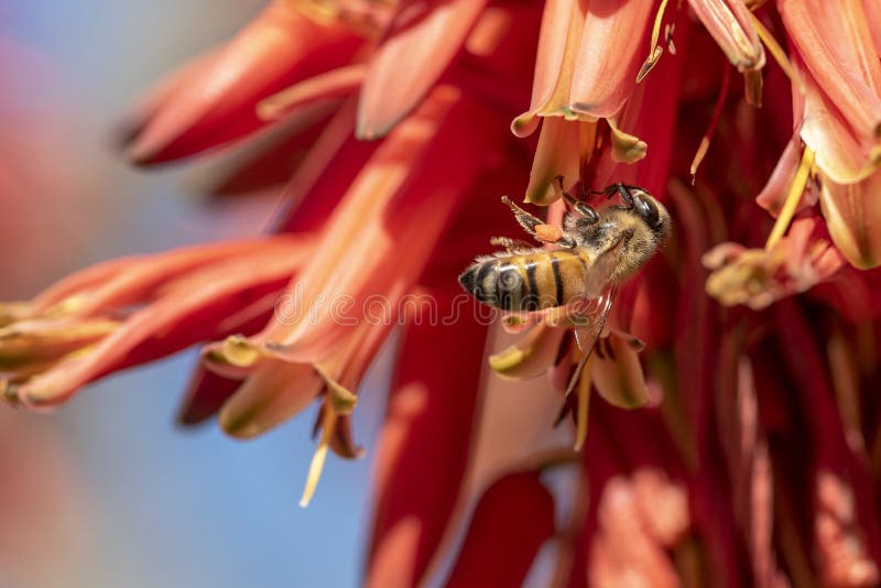 Barbadensis Aloe Vera Flower In Bloom with Bees sucking the nectar and pollinating. Blooming aloe vera with bees. Barbadensis Aloe Vera Flower In Bloom with Bees sucking the nectar and pollinating. Blooming aloe vera with bees