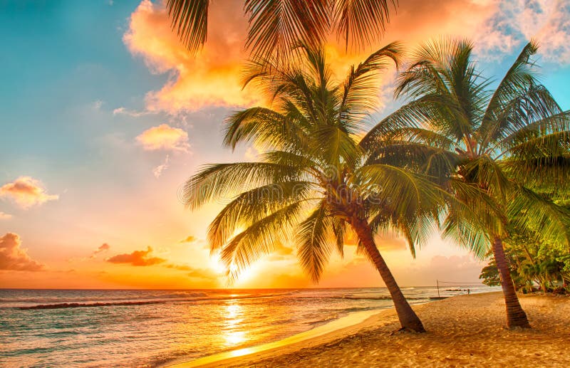 Hermoso atardecer través de el mar sobre el palmeras sobre el blanco Playa sobre el caribe isla de.