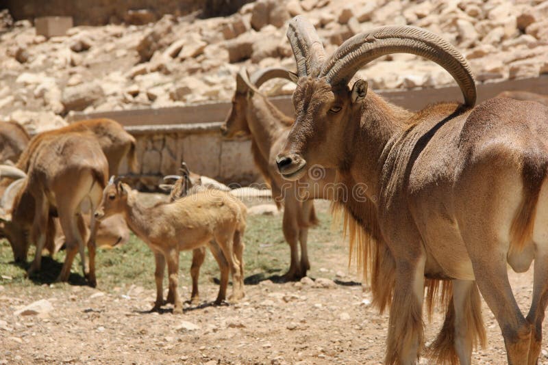 A Barbary Sheep with big horns native to Morocco and other North African countries. A Barbary Sheep with big horns native to Morocco and other North African countries.