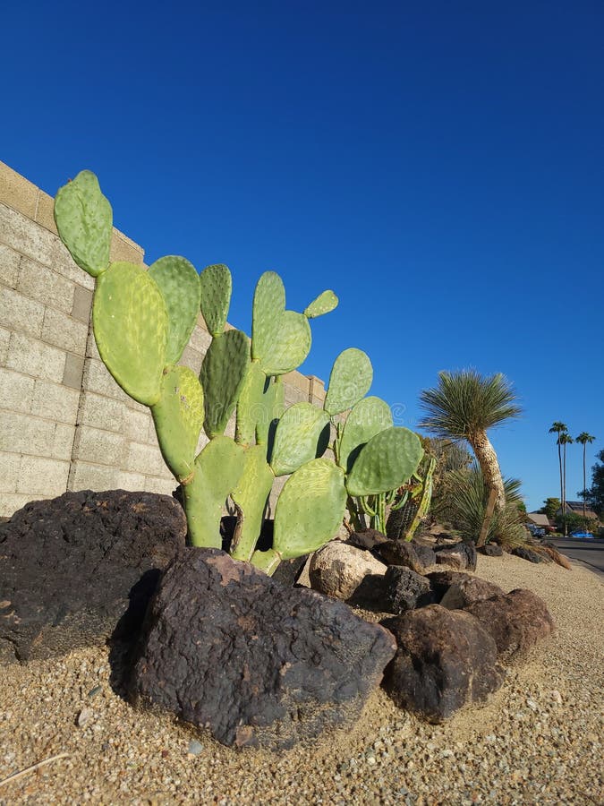 Barbary fie ή spinuna ficus indica in xeriscapa στοκ φωτογραφίες με δικαίωμα ελεύθερης χρήσης