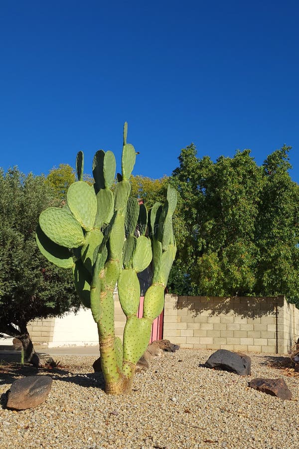 Barbary fie ή spinuna ficus indica in xeriscapa στοκ εικόνες