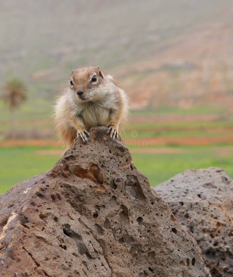 squirrel in spanish squirrel in spanish