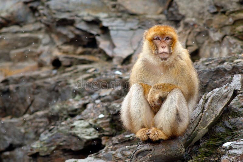 Barbary macaque, Macaca sylvanus, sitting on the rock, Gibraltar, Spain. Wildlife scene from nature. Cold winter with monkey. Anim royalty free stock image Barbary macaque, Macaca sylvanus, sitting on the rock, Gibraltar, Spain. Wildlife scene from nature. Cold winter with monkey. Anim royalty free stock image