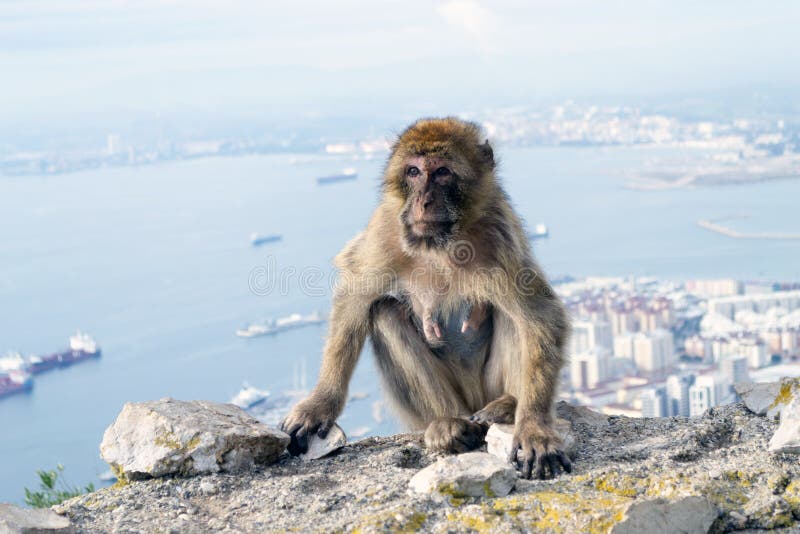 Barbary-Makakenaffe in Gibraltar stockfotos Barbary-Makakenaffe in Gibraltar stockfotos
