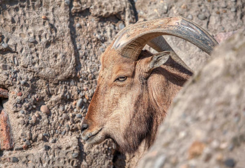 Barbary sheep stock photo. Image of ammotragus, mammal - 281871318