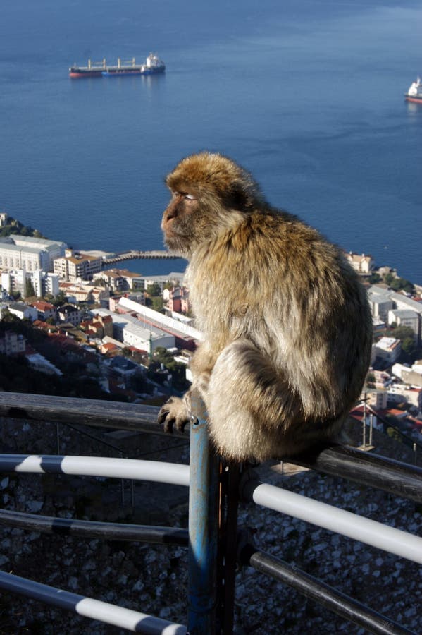 BarbaryMacaque in Gibraltar lizenzfreie stockfotos BarbaryMacaque in Gibraltar lizenzfreie stockfotos