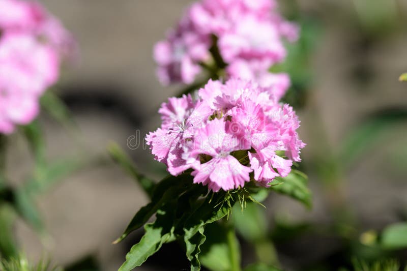 Barbatus dulce hermoso del clavel de las flores de Guillermo en el jardín imagen de archivo Barbatus dulce hermoso del clavel de las flores de Guillermo en el jardín imagen de archivo