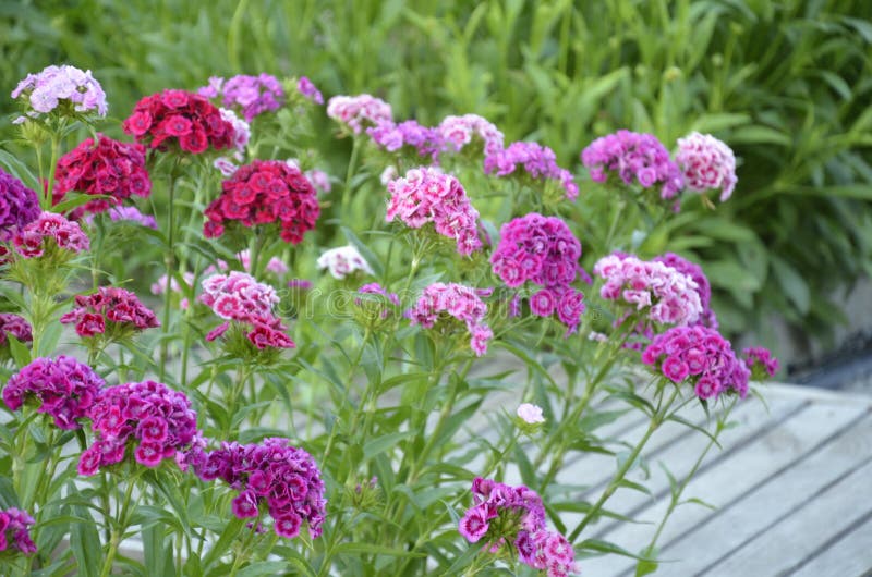 Barbatus гвоздики Flowerbed стоковые фото Barbatus гвоздики Flowerbed стоковые фото