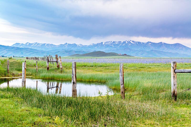 Barbed wire fence and field of flowers with mountains