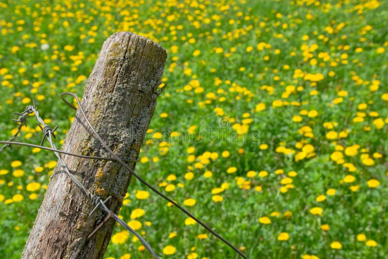 Barbed wire and flowers