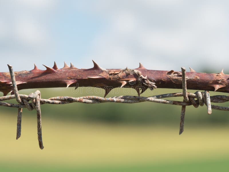 Barbed wire - natural and industrial