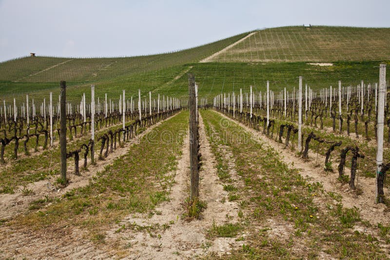 Barbera vineyard - Italy