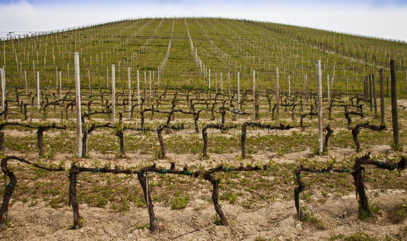 Barbera vineyard - Italy