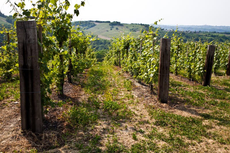 Barbera vineyard - Italy