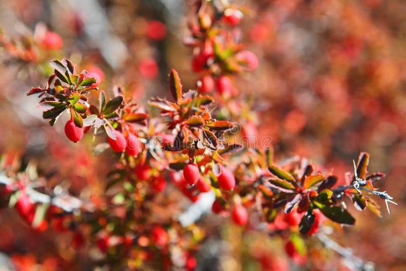 Barberries shrubs with fruits royalty free stock images