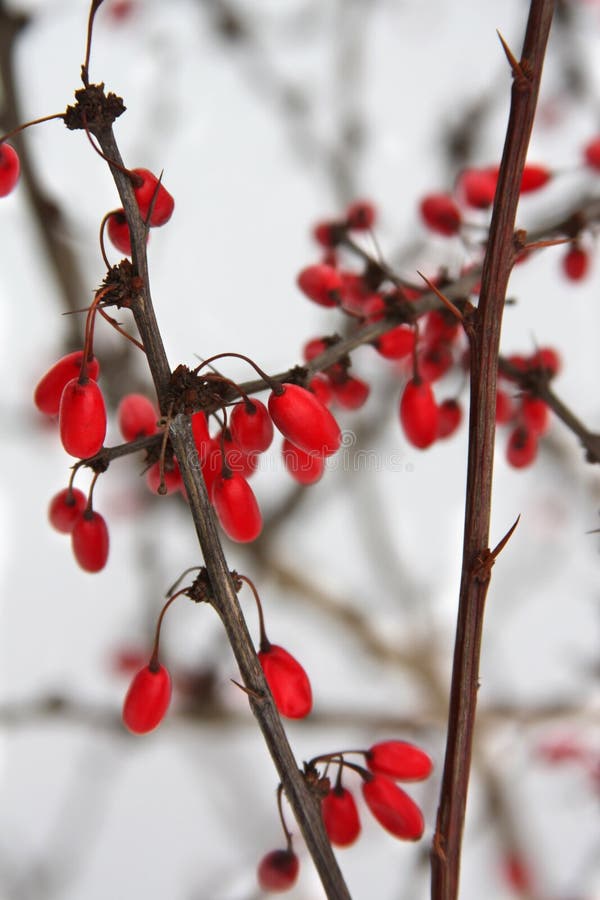 Barberries in the snow stock photos