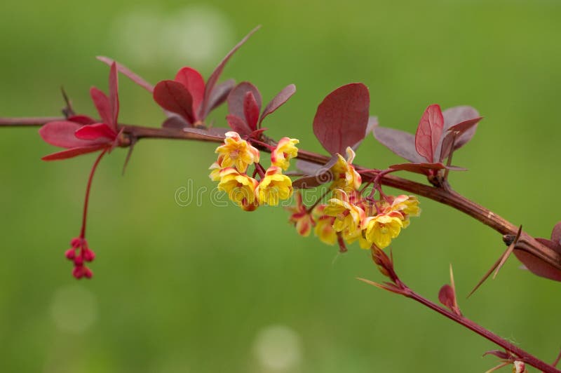 Barberry flowers stock photo. Image of plant, close, blossom 2027892