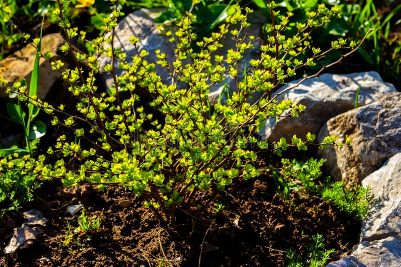 Barberry Thunberg Aurea i ett öppet fält av guld- gröna sidor arkivfoto Barberry Thunberg Aurea i ett öppet fält av guld- gröna sidor arkivfoto