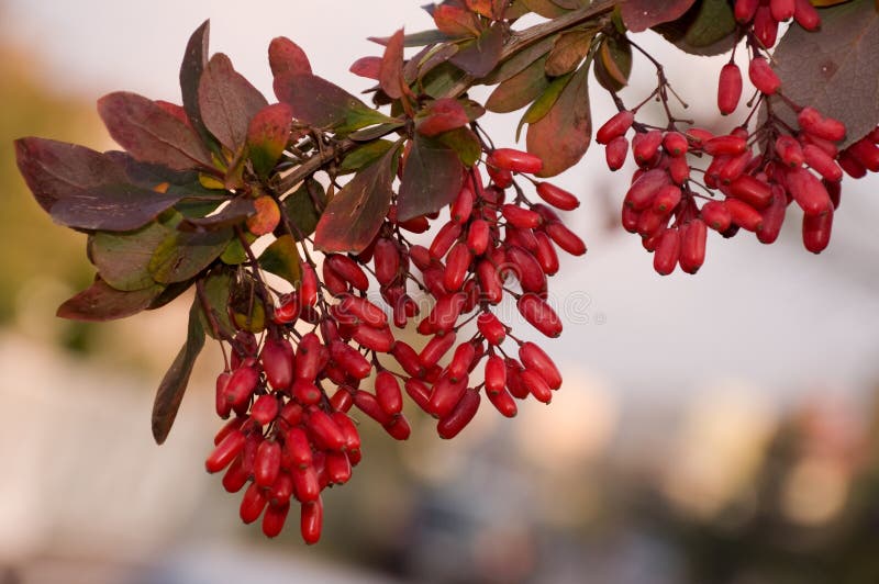 Barberry twig