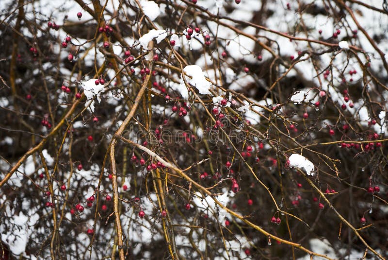 Barberrybuskar med röda bär i vinter under snön royaltyfri bild Barberrybuskar med röda bär i vinter under snön royaltyfri bild