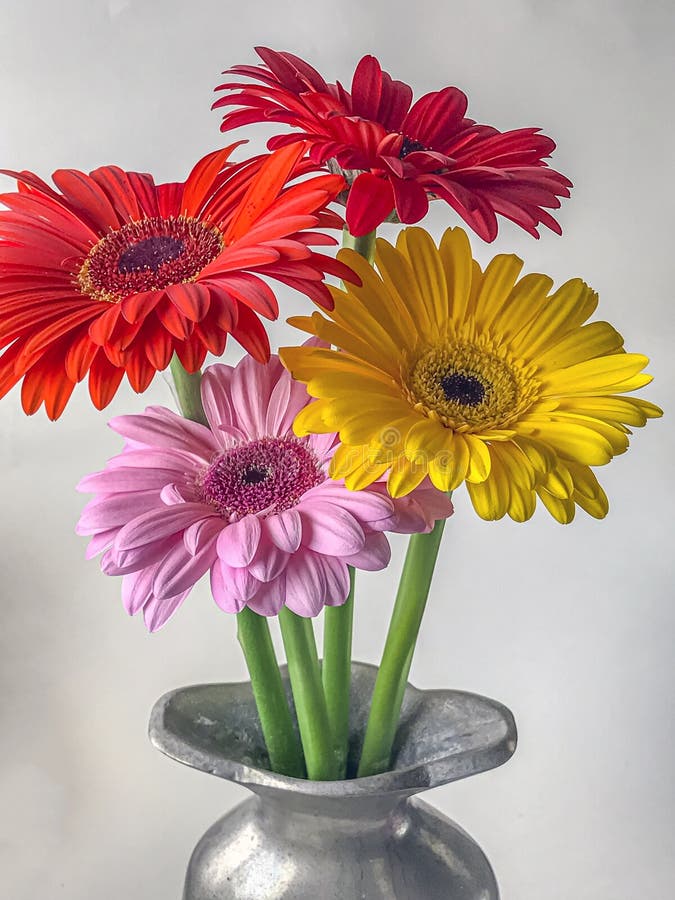 Barberton Daisy in Close Up Stock Image Image of nature, bouquet
