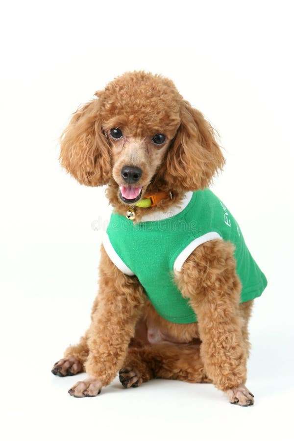 Brown toy poodle in classic poodle cut in green shirt. Brown toy poodle in classic poodle cut in green shirt