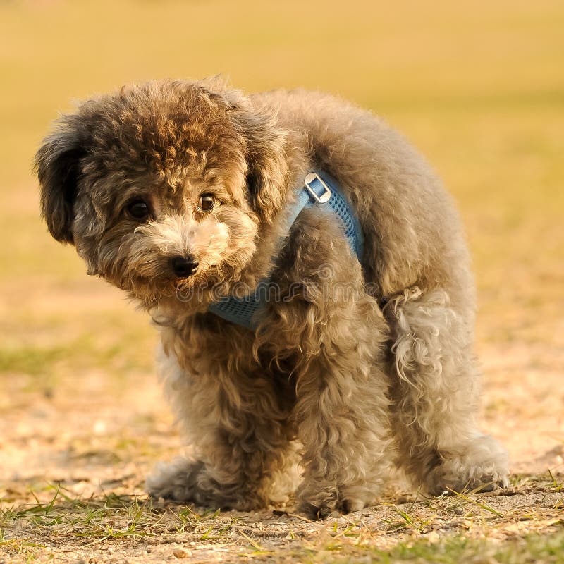 Cute silver colored Poodle enjoying the sunset outdoors and taking a dump. Caught at an awkward moment. Cute silver colored Poodle enjoying the sunset outdoors and taking a dump. Caught at an awkward moment.