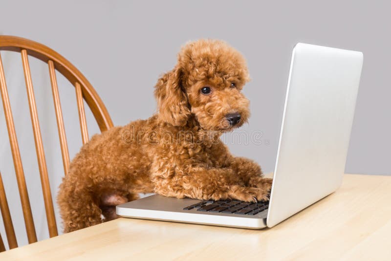 Barboncino marrone astuto che scrive e che legge computer portatile a macchina sulla tavola immagine stock Barboncino marrone astuto che scrive e che legge computer portatile a macchina sulla tavola immagine stock
