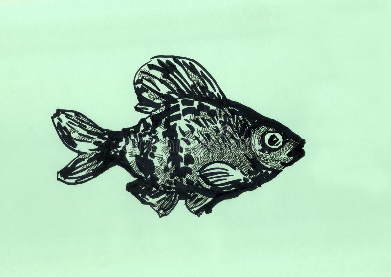 Barbus dos peixes do aquário ilustração para o Web site ilustração do vetor Barbus dos peixes do aquário ilustração para o Web site ilustração do vetor