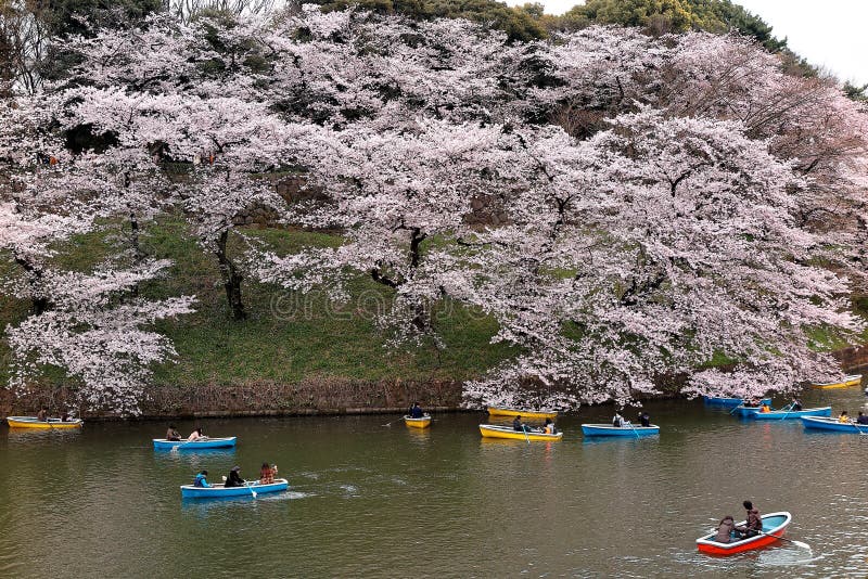Barcos de enfileiramento dos turistas em um lago sob árvores bonitas da flor de cerejeira no parque urbano de Chidorigafuchi dura imagens de stock Barcos de enfileiramento dos turistas em um lago sob árvores bonitas da flor de cerejeira no parque urbano de Chidorigafuchi dura imagens de stock