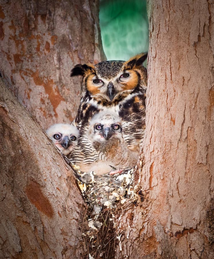 Bard owl with two chicks sit in tree