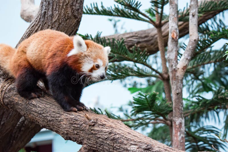 Bardzo śliczny czerwona panda, także dzwoniąca panda lesser czerwień zdjęcie stock Bardzo śliczny czerwona panda, także dzwoniąca panda lesser czerwień zdjęcie stock
